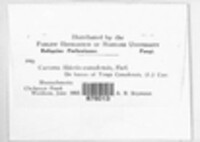 Melampsora abietis-canadensis image